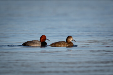 pair of male and female Red Head ducks floating in water of lake  