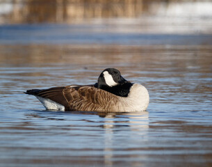 Canada goose sleeping while floating on water in pond