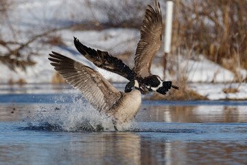 Water splashing as two Canadian geese fighting in pond