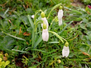A bush of wet white three-petalled snowdrops in spring among a green grass area with long green leaves and white beautiful flowers in the rain