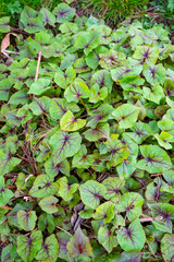 The genus Fagopyrum is in the flowering plant family Polygonaceae.