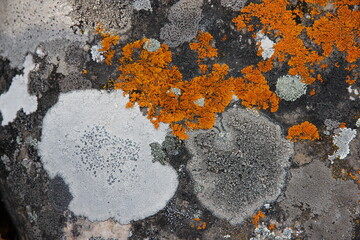 orange, white and grey lichens on the rock