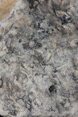 fossil texture on the stone surface