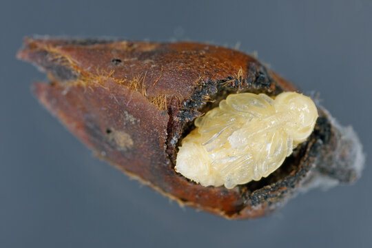 The pupa of a beetle from the Curculionidae family, are a  weevils, commonly called snout beetles or true weevils.