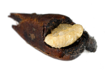 The pupa of a beetle from the Curculionidae family, are a  weevils, commonly called snout beetles or true weevils.
