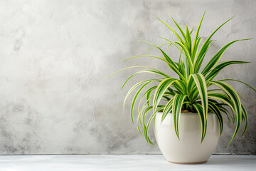 chlorophytum in a white pot on a stone background , free space for text