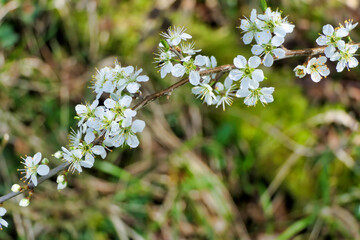 Close up of the brilliant white flowers of the Blackthorn Tree (Prunus spinosa) in springtime
