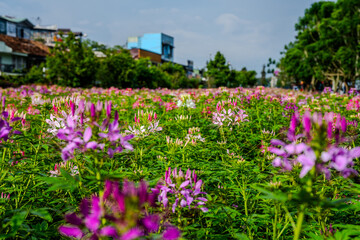 Fototapeta na wymiar Blooming Cleome Flowers in Da Lat, Vietnam