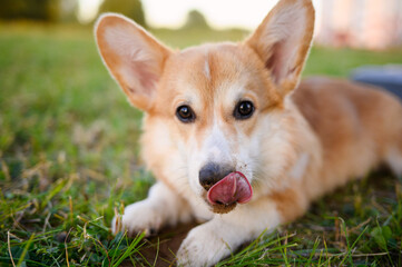  Welsh Corgi dog lies on the grass during a walk on a sunny summer day, licking . Welsh Corgi is a dog for children. Pet concept.