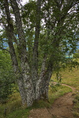 Old tree on hiking trail from Glomnes to Segestad, Norway, Europe
