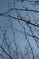 Branches without leaves. Bush stems. Plant in spring against sky.