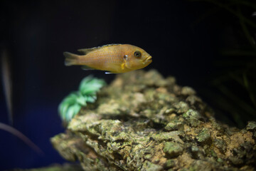 Fish in aquarium. Ornamental fish in water.