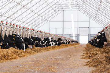 Concept banner livestock agriculture industry of cattle. Portrait Holstein Cows in modern farm with sunlight