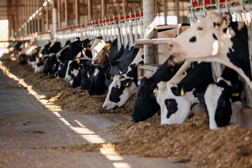 Cows holstein eating hay in cowshed on dairy farm with sunlight in barn. Banner modern meat and milk production of livestock industry.
