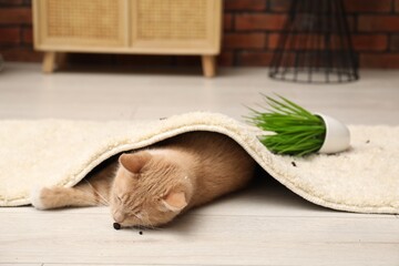 Cute ginger cat near overturned houseplant under carpet at home