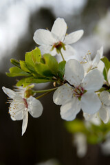 tree blossom