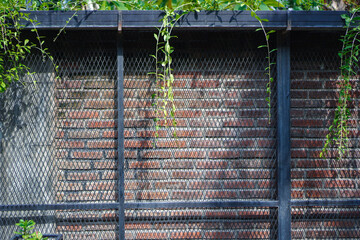 The background is a red brick wall decorated with plants on it and an iron fence