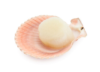 Fresh raw scallop in shell isolated on white