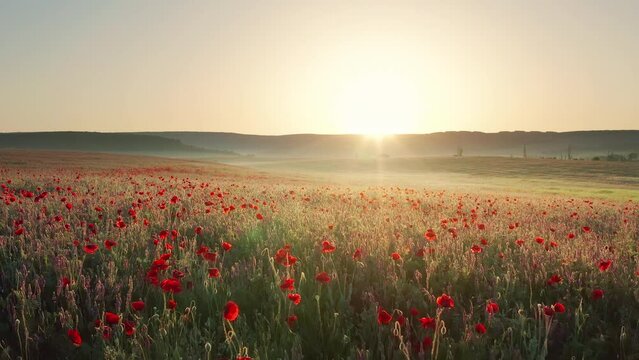 Spring poppies flowers in meadow. Beautiful nature video landscapes.
