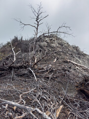 Obraz premium Dry died tree on hill