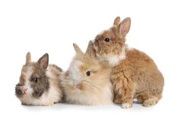 Cute fluffy pet rabbits isolated on white