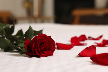 Honeymoon. Beautiful rose flower and petals on bed in room, closeup