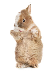 Cute fluffy pet rabbit isolated on white