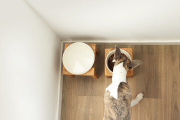 Dog Whippet breed eating, top view