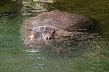 Fototapeta premium A big fat hippopotamus in the water