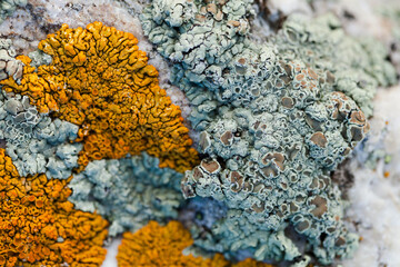 Naklejka na ściany i meble Lichen