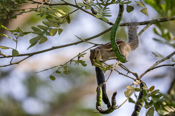 Indian Palm Squirrel - Funambulus palmarum, beautiful squirrel common in Indian woodlands and forests, Nagarahole Tiger Reserve, India. - 762597782