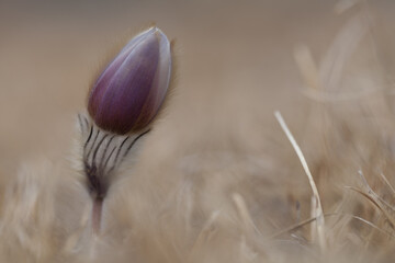 Pulsatille printanière