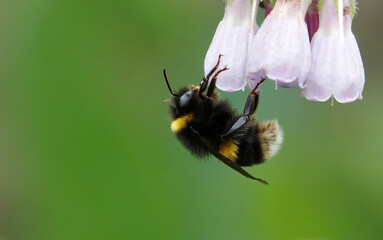 A closeup of a bumblebee clinging to a flower in a garden against a green background. 