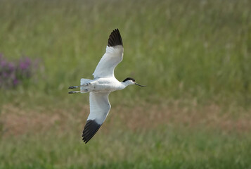 A pied avocet, recurvirostra avosetta, in flight at a nature reserve in the UK. 