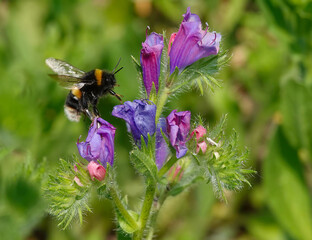 A bumblebee flying between purple flowers in a garden against a defocused background. 