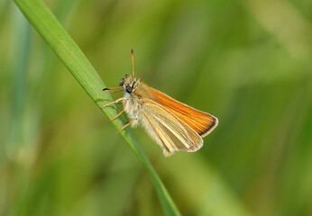 Fototapeta na wymiar An Essex skipper butterfly, thymelicus lineola, resting on grass in the wild. 