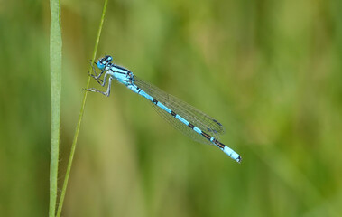 A common blue damselfly, enallagma cyathigerum, resting on a grass stalk in the wild. 