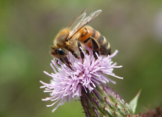 A closeup of a honey bee, apis mellifera, feeding on a pink thistle in the wild. 