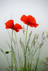 red poppy flowers , two poppies in the fog