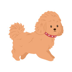 Small cute dog. Maltese dog in colored flat style. Beautiful fluffy puppy isolated on white background. Funny domestic animal. Running small or little pet in cartoon style. Flat vector illustration