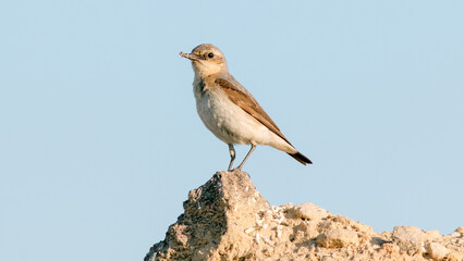 wheatear sitting on a stone