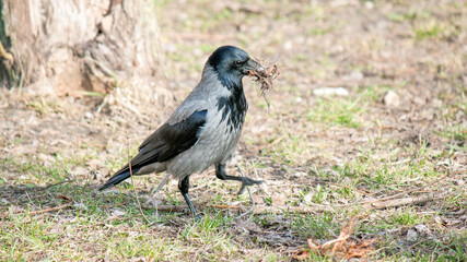 crow on the grass