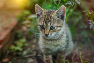 Naklejka na ściany i meble Beautiful little cat in the summer garden