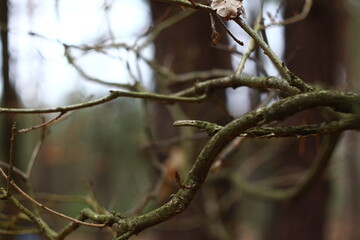 branch of a tree