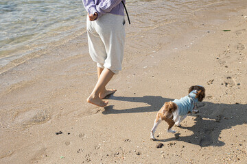 Back view of dog walking on the sand