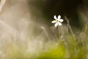 Tuinposter Narcis © Pierre