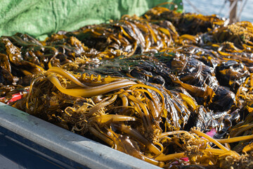 unload seaweed kelp from the boat to shore.