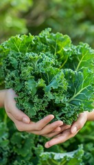 Naklejka na ściany i meble Fresh handpicked kale on blurred background, with copy space, nutritious kale selection