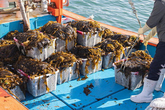 unload seaweed kelp from the boat to shore.