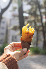 Hand holding Baked sweet potato isolated